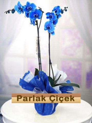 İstoç Çiçekçi Mavi Orkide Çift Dal