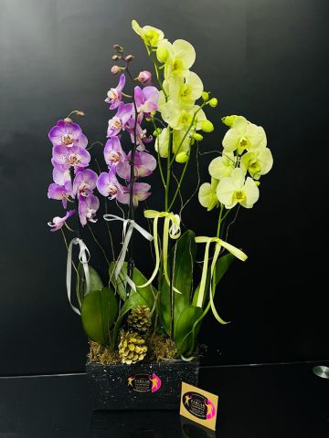4 Dallı Grup Orkide İthal Özel Phalaenopsis