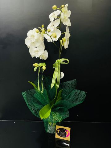Çift Dallı Orkide İthal Plahaenopsis